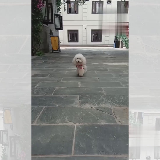 Video demostrativo del uso del pijama de algodón para mascotas