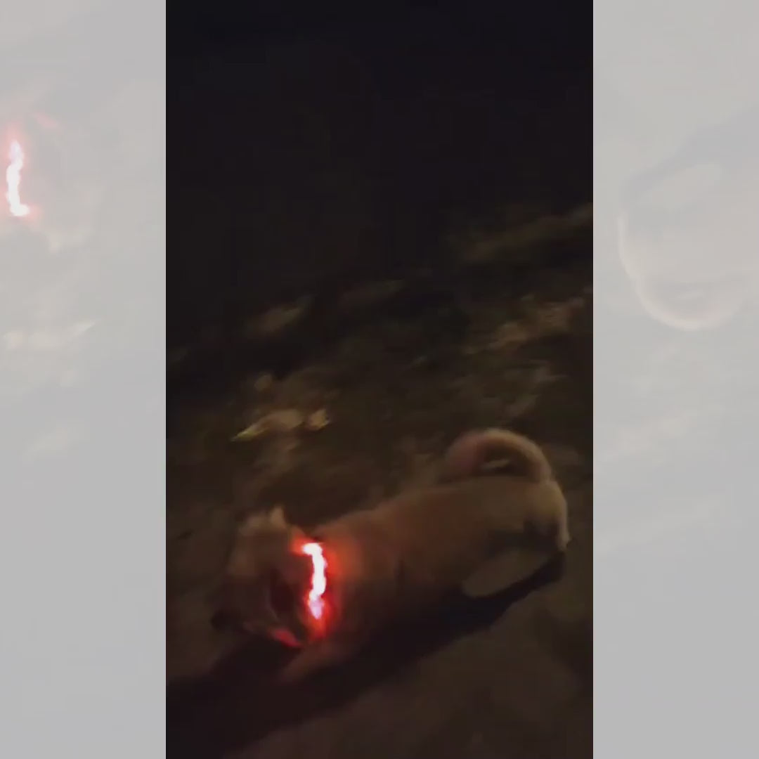 Video demostrativo del uso del collar impermeable con luz LED para mascotas