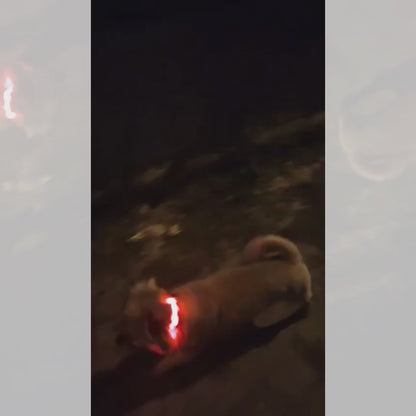 Video demostrativo del uso del collar impermeable con luz LED para mascotas